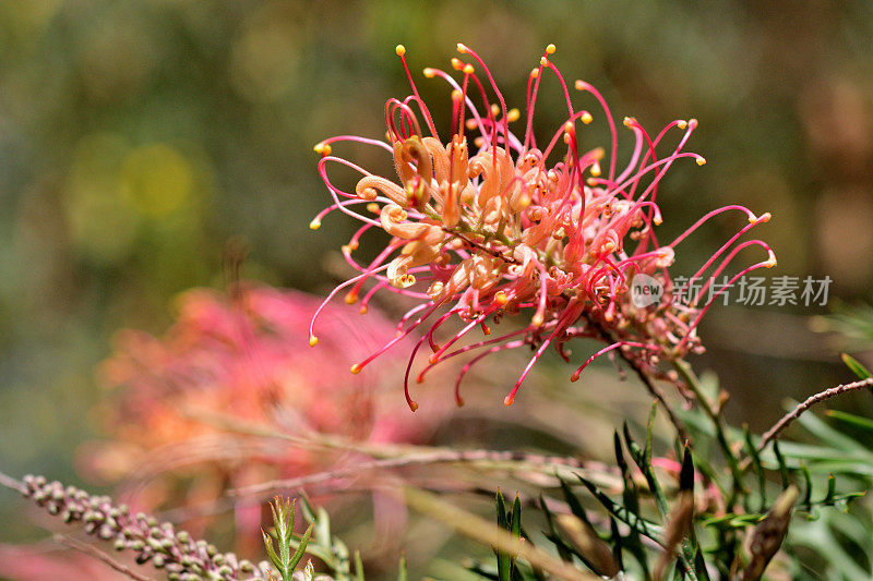 Grevillea Banksii /红色丝滑橡木花